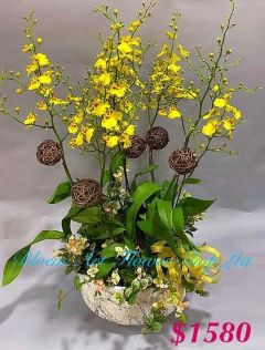 01 Orchid Phalaenopsis Gift Set