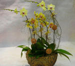 Orchid Phalaenopsis Gift Set - CODE 11989