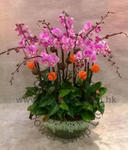 Orchid Phalaenopsis Gift Set - CODE 11990