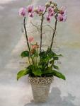 Orchid Phalaenopsis Gift Set - CODE 11988