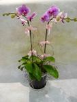 Orchid Phalaenopsis Gift Set - CODE 11987