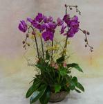 Orchid Phalaenopsis Gift Set - CODE 11986