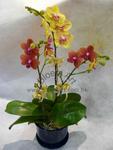 Orchid Phalaenopsis Gift Set - CODE 1118