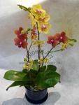 Orchid Phalaenopsis Gift Set - CODE 11985