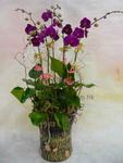 Orchid Phalaenopsis Gift Set - CODE 1119