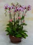 Orchid Phalaenopsis Gift Set - CODE 1120