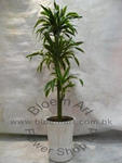 Dracaena Silver - Code 1126