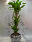 Dracaena - Code 1128