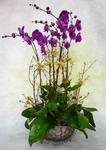 Orchid Phalaenopsis Gift Set - CODE 1111