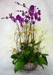 Orchid Phalaenopsis Gift Set - CODE 11991
