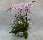 Orchid Phalaenopsis Gift Set - CODE 11982